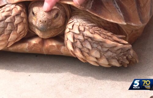 The search for a popular tortoise that went missing from his home in Piedmont is over after his owner said he came home. Cherrie Zaidi posted on social media that Ferb