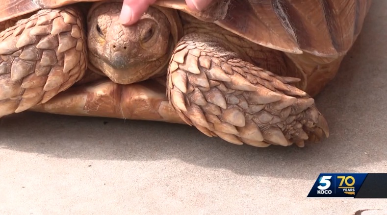 <i>KOCO via CNN Newsource</i><br/>The search for a popular tortoise that went missing from his home in Piedmont is over after his owner said he came home. Cherrie Zaidi posted on social media that Ferb