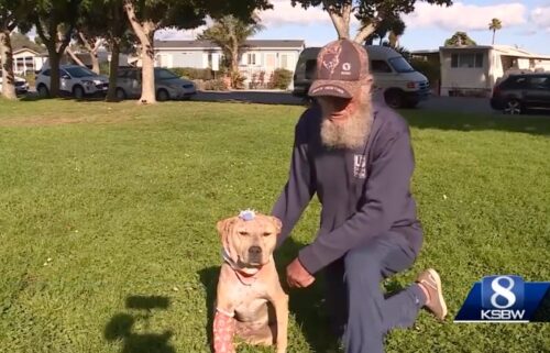 A dog survived a vicious mountain lion attack in the Santa Cruz mountains. It was a harrowing experience for Bella's owner