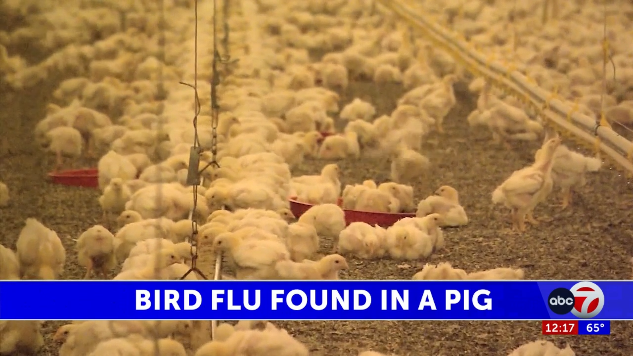 H5N1 bird flu identified in pig for first time in United States - KVIA