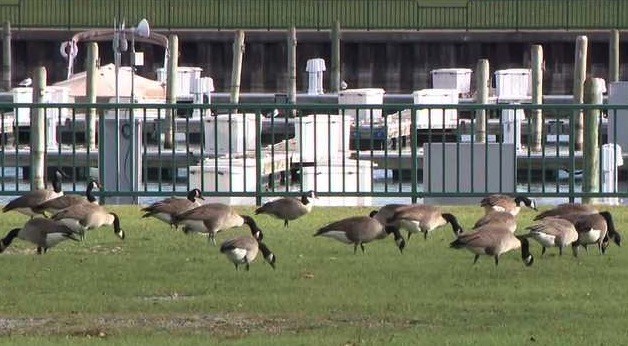 <i>WISN via CNN Newsource</i><br/>The unusually warm fall is causing some migratory birds to extend their summer vacation in southeast Wisconsin rather than beginning their journey south as they typically would by now.