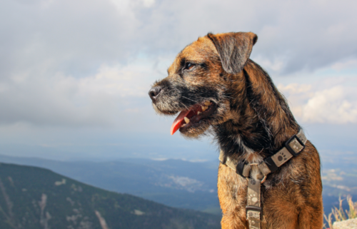 The most common dog names in Texas