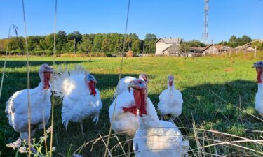 Light versus dark—the color of the turkey meat is due to the job of the muscle