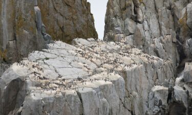 A record 4 million common murres died as a result of a two-year marine heat wave in Alaska