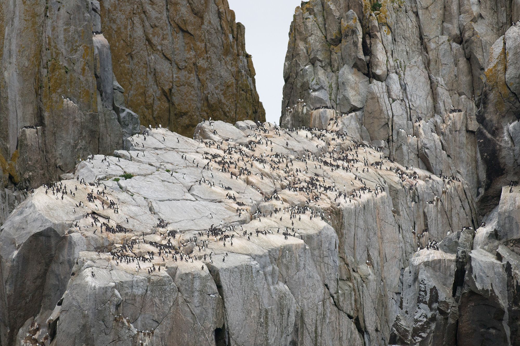 <i>Brie Drummond/USFWS via CNN Newsource</i><br/>A record 4 million common murres died as a result of a two-year marine heat wave in Alaska