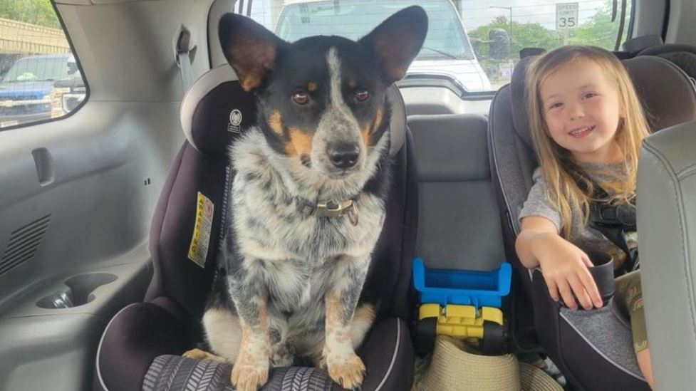 <i>Racine County Sheriff's Office/WDJT via CNN Newsource</i><br/>A sergeant with the Racine County Sheriff's Office found a dog in the road and brought him to receive medical attention on Wednesday