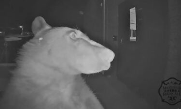 A bear rang the doorbell at the Mountain View Fire Rescue Station earlier this month.
