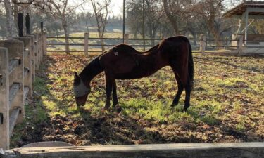 A woman was arrested after dozens of dead horses were found along with several other malnourished horses as part of an animal neglect investigation in San Joaquin County.