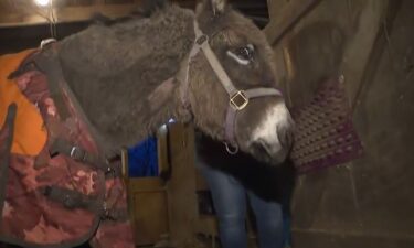 The Cranberry Township Volunteer Fire Company and other crews rescued a donkey that fell in a pond on Friday.