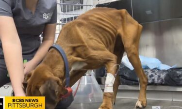 A boxer was found severely emaciated wandering down the middle of the road in Armstrong County
