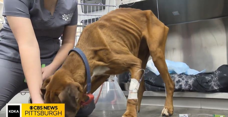 <i>KDKA via CNN Newsource</i><br/>A boxer was found severely emaciated wandering down the middle of the road in Armstrong County