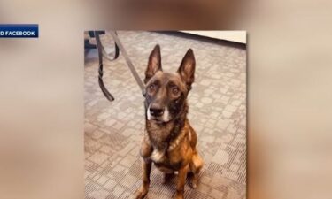 Outrage sparks over controversy surrounding the city of Valley's police K-9.
