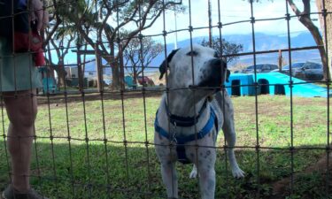 A lack of space at the Maui Humane Society might lead the island's only open-intake shelter to decide whether to put some of its dogs down.