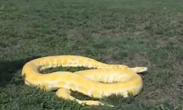 The Kansas City Zoo & Aquarium said goodbye to a long-time inhabitant and "gentle giant" of a snake.