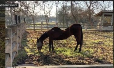 Volunteers spent two days rescuing dozens of horses and animals at the center of an animal abuse investigation in San Joaquin County after dozens of dead or malnourished horses were discovered.