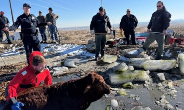 The Pueblo County Sheriff's Office rescued cows that had fallen through ice on a frozen pond for the second time in the last three days.