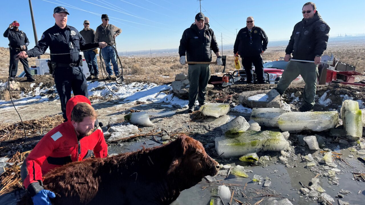 <i>Pueblo County Sheriffs Office via CNN Newsource</i><br/>The Pueblo County Sheriff's Office rescued cows that had fallen through ice on a frozen pond for the second time in the last three days.