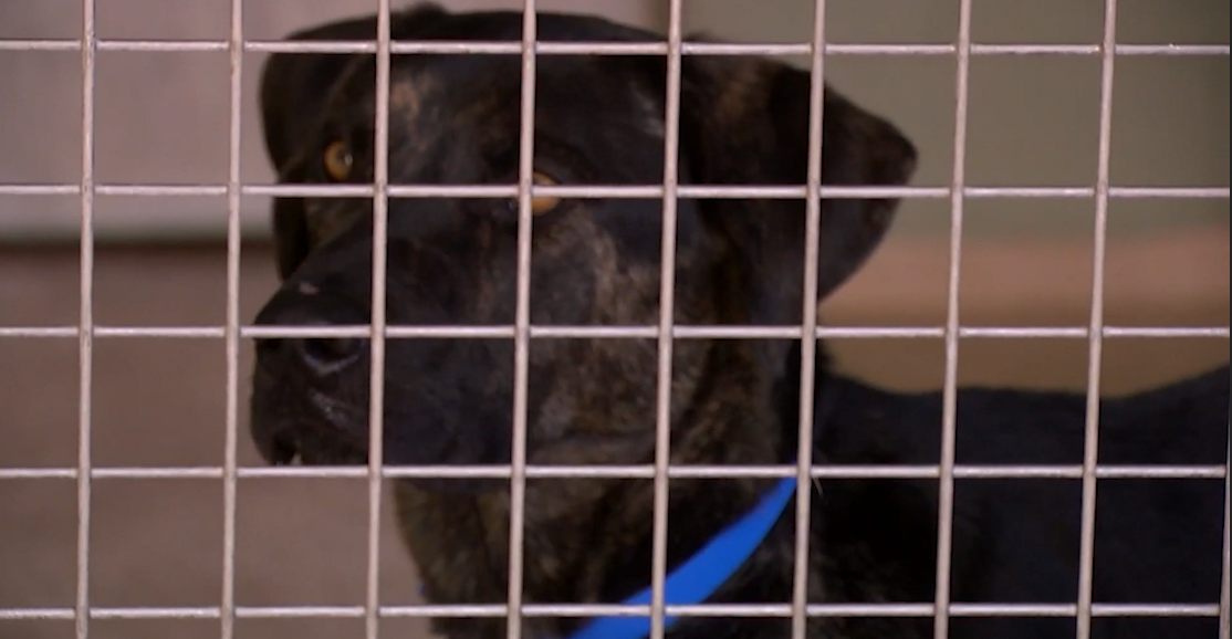 El Paso Animal Services reminds you to protect pets during freezing ...