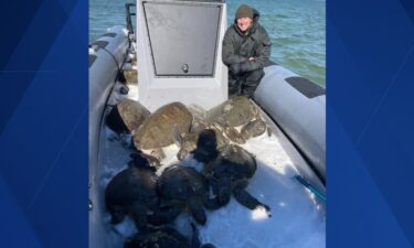 The Florida Fish and Wildlife Conservation Commission saves turtles from cold water.