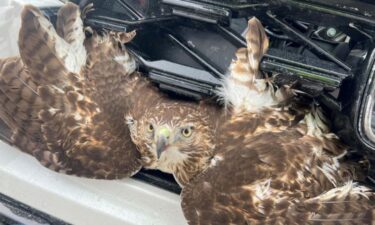Police officers and car dealership technicians worked together to free a hawk that got stuck in the grille of an SUV on Thursday.