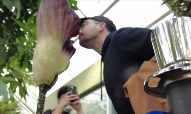 A rare corpse flower has bloomed at the Brooklyn Botanic Garden