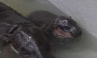 The Metro Richmond Zoo announced "The Poppy Pygmy Hippo Experience" on Tuesday