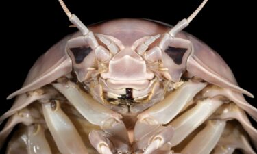 Researchers said they named a newfound species "Bathynomus vaderi" because the supergiant sea bug's head resembles Darth Vader's helmet.