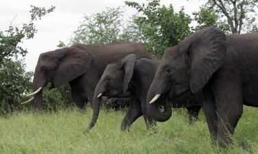 A group of elephants is pictured March 4