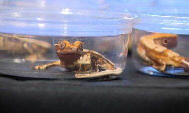From snakes to spiders