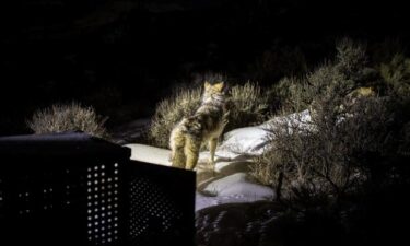 Another batch of wolves is on the ground in Colorado.