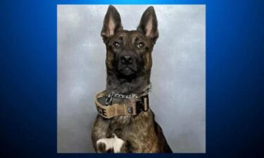 Vacaville Police K-9 'Murph' was shot with a rifle while attempting to detain a suspect in Vacaville and had its leg amputated