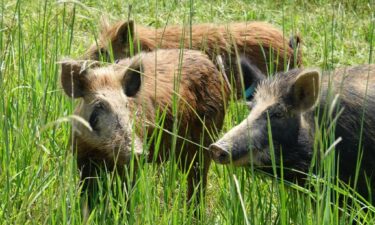 Feral hogs cause an average of $76 million in agriculture damage to the lands of Louisiana every year.