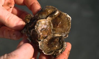 The March 2024 bridge collapse kept crews from checking on oysters' growth at Fort Carroll Reef.