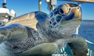 Cold-stunned sea turtles rescued in Florida.