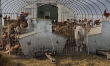 As the bird flu continues to spread in the U.S.