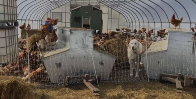 <i>WBZ via CNN Newsource</i><br/>As the bird flu continues to spread in the U.S.