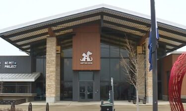 KC Pet Project is urgently encouraging adopting and fostering after completely filling up all kennels and overflow space.