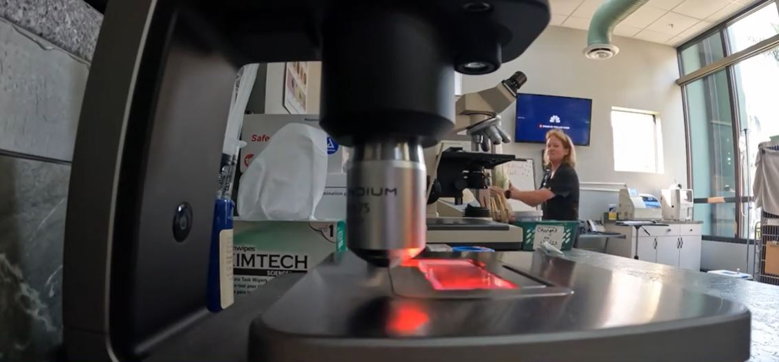 <i>WBBH via CNN Newsource</i><br/>Edison Park Animal Hospital uses an AI-powered microscope to read pet samples and detect medical conditions.