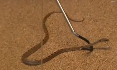 A foot-and-a-half-long snake was way out of its comfort zone Sunday and somehow ended up inside a banana shipment at a Market Basket in Manchester