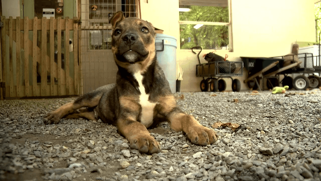 <i>WLOS via CNN Newsource</i><br/>David George Jr. was sentenced to 30 days in jail for misdemeanor animal cruelty on Feb. 3