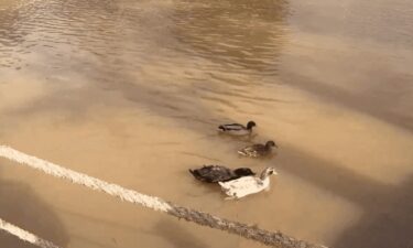Ducks swim at Lake Louise in Weaverville