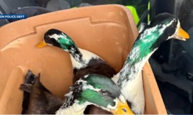 Several ducks have found a new home after they were found abandoned in a New Hampshire town.