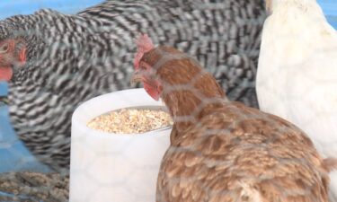 Eggs at the grocery store are going up in price