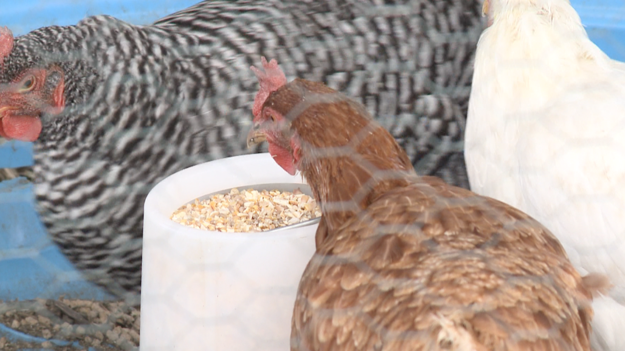 <i>WTKR via CNN Newsource</i><br/>Eggs at the grocery store are going up in price