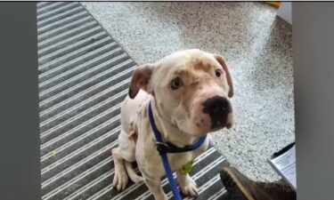 The City of Detroit calls it a brutal attack on a female pit bull at the hands of its owner.