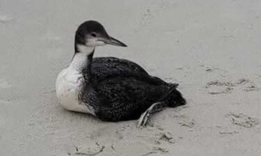 The Sunset Police Department said officers are aware of multiple deceased common loons in the area.
