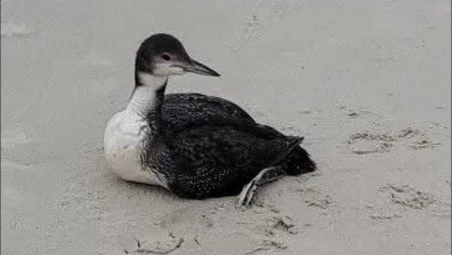 <i>Sunset Beach Police Department/WYFF via CNN Newsource</i><br/>The Sunset Police Department said officers are aware of multiple deceased common loons in the area.