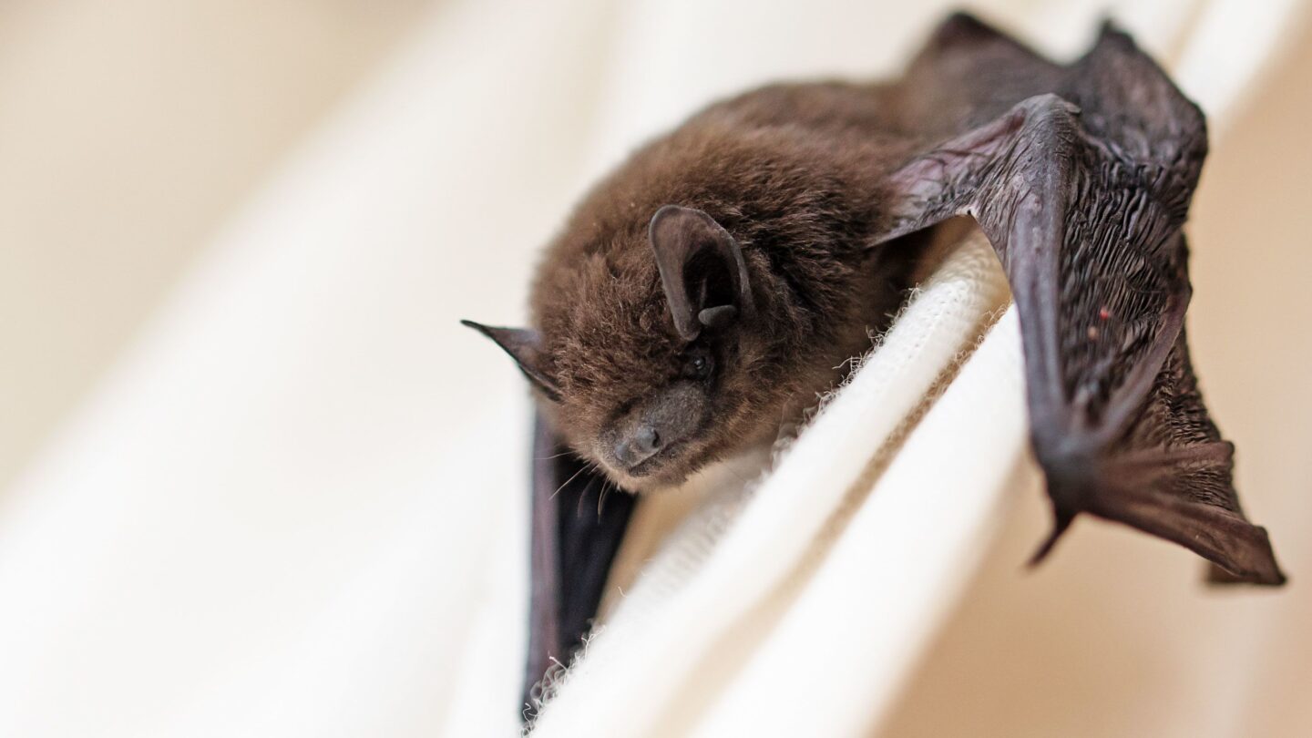 <i>fermate/iStockphoto/Getty Images via CNN Newsource</i><br/>Scientists found a newly identified coronavirus in swabs taken from bats found in China.