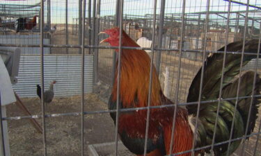 Pictured is the Rooster Sanctuary at Danzig's Roost in Bennett.