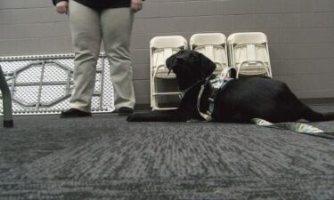 One North Alabama animal shelter is teaming up with inmates to help train and socialize dogs.